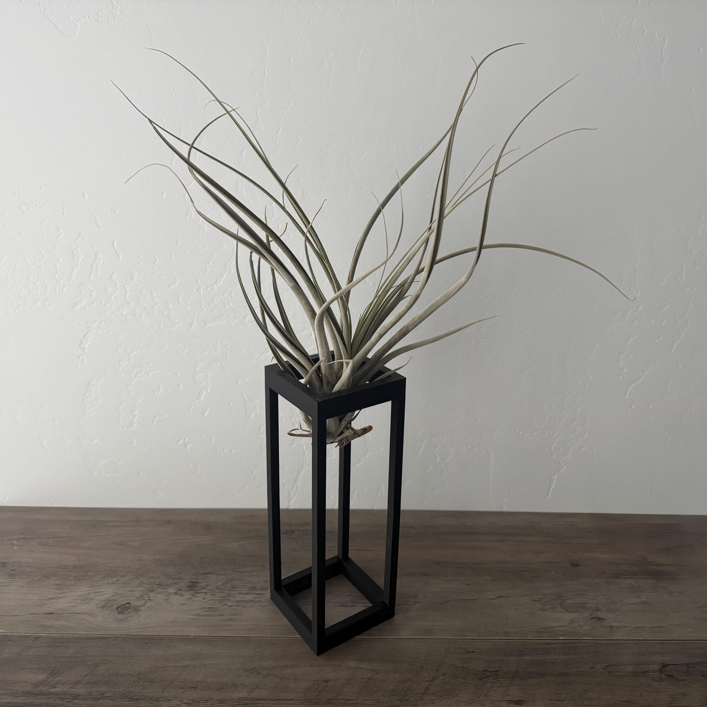 Minimalist Black Wireframe Air Plant Holder with Extra-Large Tillandsia