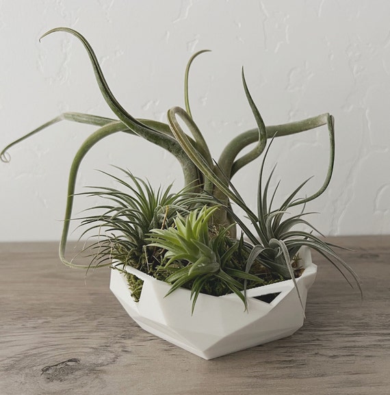 Futuristic Air Plant Arrangement: Modern Geometric Planter With Live  Tillandsia - Etsy