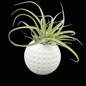 Golf Ball Air Plant Planter: Unique Handmade Golf Gift