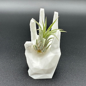 Happy Hand Air Plant Holder: Modern Desktop Decor, Live Tillandsia Included