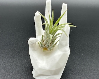 Happy Hand Air Plant Holder: Modern Desktop Decor, Live Tillandsia Included