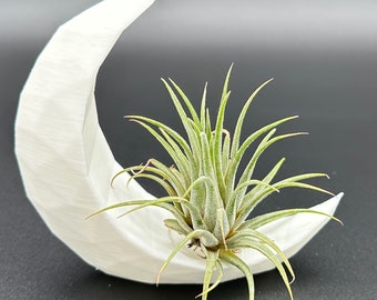 Crescent Moon Air Plant Display Desk Planter Low Poly Drop Proof Modern Decor decorative Plant with Live Airplant Tillandsia