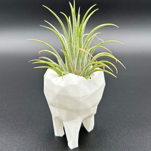 Dentist Tooth Mini Air Plant Display Hygiene Orthodontist Gift Dental Office Decor Decorative Plant with Live Airplant Tillandsia