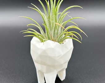 Könnte beinhalten: Ein weißer, zahnförmiger Pflanztopf mit einer grünen Luftpflanze darin. Der Topf ist aus einem strukturierten, 3D-gedruckten Material.