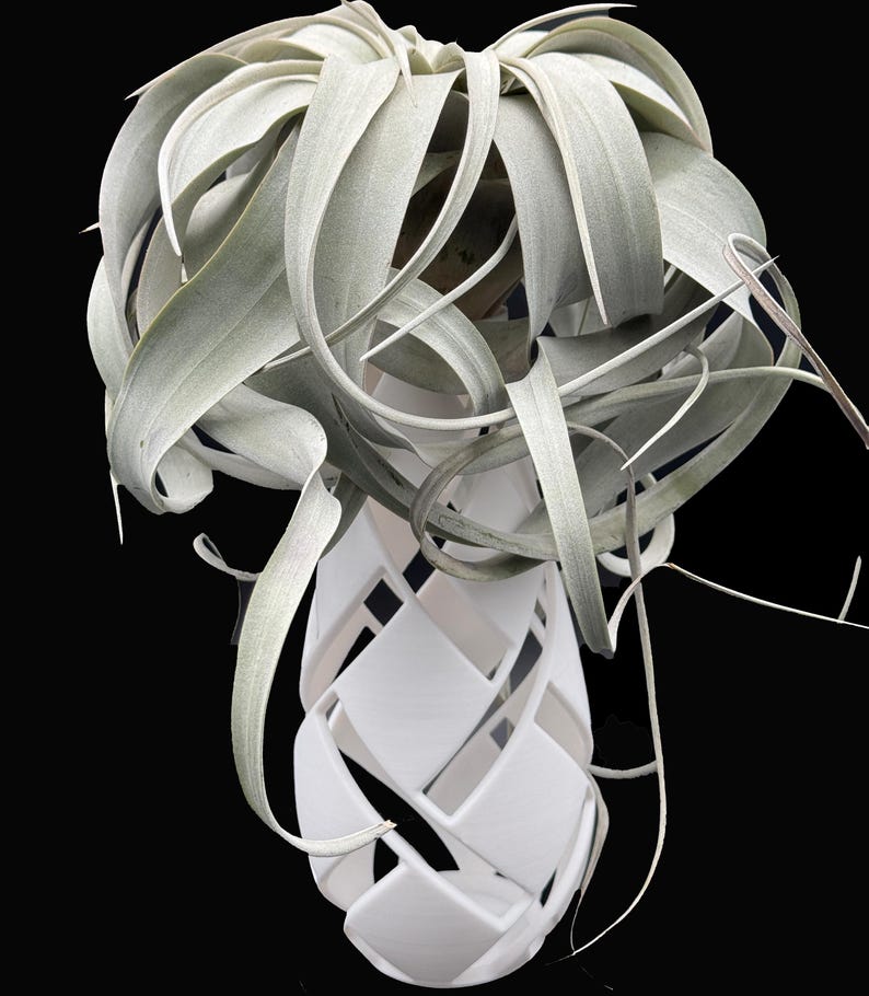 XXL Tillandsia Air Plant Display: Modern Vase Planter