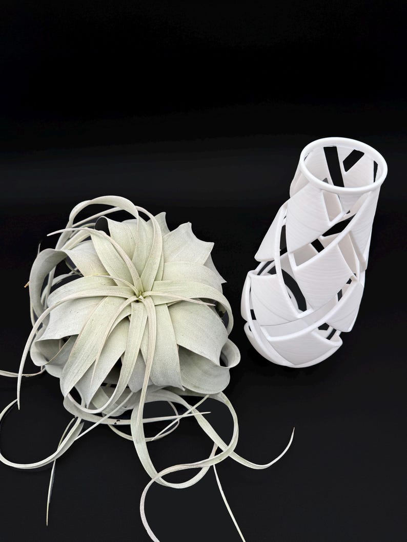 XXL Tillandsia Air Plant Display: Modern Vase Planter - Thumbnail 3