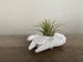 Millennium Falcon Star Wars Air Plant Display Desk Planter Drop Proof Modern Decor decorative Plant with Live Airplant Tillandsia Millenium 