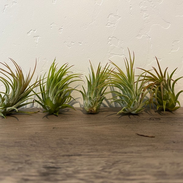 Live Air Plant XL Tillandsia Ionantha Guatamala 5 Pack Extra Large Bulk Replacement Living Wholesale Plants