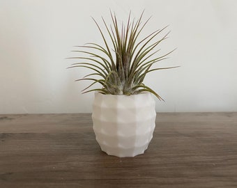 Pineapple Air Plant Planter: Mini White Geometric Desk Decor with Live Tillandsia