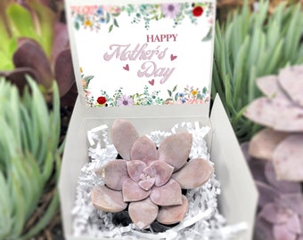 Happy Mother's Day - Flowers and Hearts - Gift For Mom Live Succulents Plant Lovers Succulent Planters