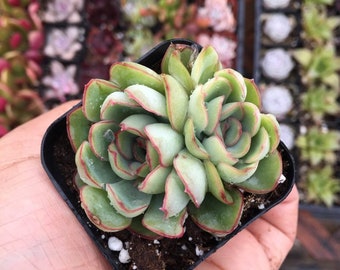 Pulidonis Hybrid Etsy