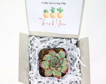 A Little Gift To Say Big Thank You | Live Succulents Gifts For Plant Lovers Succulent Planters Wedding Baby Shower Birthday Party Favor