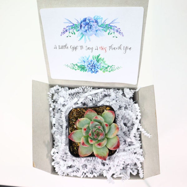 A Little Gift To Say Big Thank You | Live Succulents Gifts For Plant Lovers Succulent Planters Wedding Baby Shower Birthday Party Favor