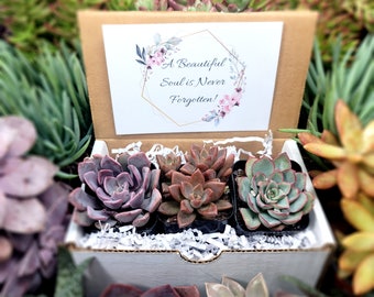 A Beautiful Soul Is Never Forgotten! Live Succulents - Gifts For Plant Lovers Succulent Planters