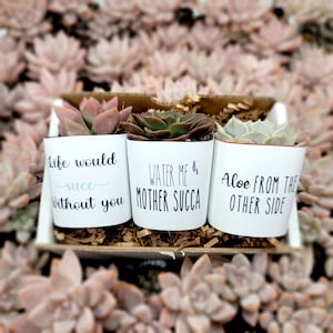 Water Me Mother Succa, 2 3pk Funny Succulents Gift Box Gag Succulent Planters image 1