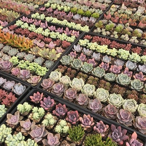 May include: Overhead view of numerous succulent plants in black trays. The succulents display a variety of colors, including green, pink, purple, and red. The plants are arranged in neat rows, showcasing their diverse shapes and textures.