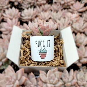 Succ It - 2&quot; 1pk Succulent Gift Box | Funny Gag Planters