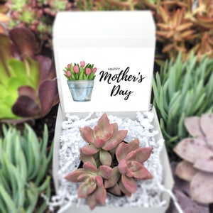 May include: A white gift box with a succulent plant inside. The box has a card on top that says "Happy Mother's Day" with a watercolor illustration of pink tulips in a pot.