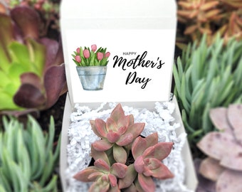 Happy Mother's Day - Bucket of Flowers - Gift For Mom Live Succulents Plant Lovers Succulent Planters