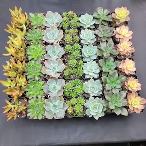2" - 36 Pack - Assorted Succulent Favors Collection - Wedding, Party Favors, Bridal Shower, Baby Shower, Arrangements