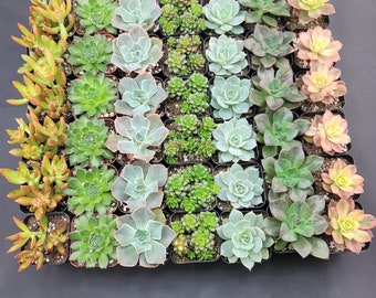 2" - 36 Pack - Assorted Succulent Favors Collection - Wedding, Party Favors, Bridal Shower, Baby Shower, Arrangements