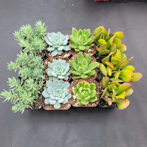 2&quot; - 12 Pack - Assorted Succulent Collection - For Weddings, Party Favors, Bridal Showers, Baby Showers, Arrangements