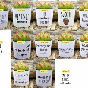 Water Me Mother Succa, 2 3pk Funny Succulents Gift Box Gag Succulent Planters image 3