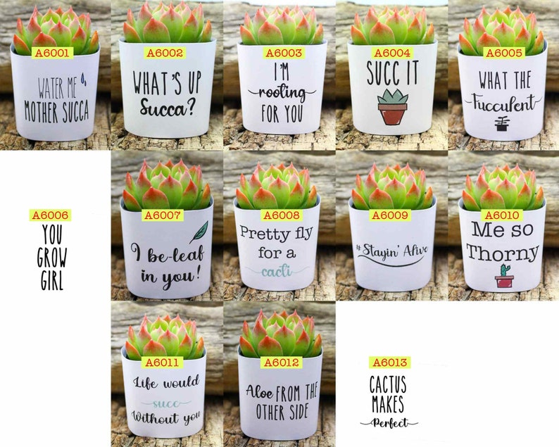 Water Me Mother Succa, 2 3pk Funny Succulents Gift Box Gag Succulent Planters image 3