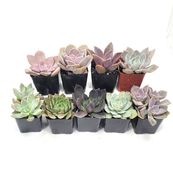 different succulent species Types of Succulents | Digital Printable Succulent Identification Chart