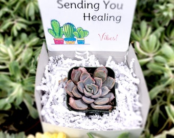 zz chameleon plant 6