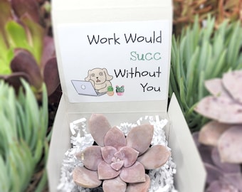 Work Would Succ Without You - Gifts For Coworkers Live Succulents Plant Lovers Succulent Planters