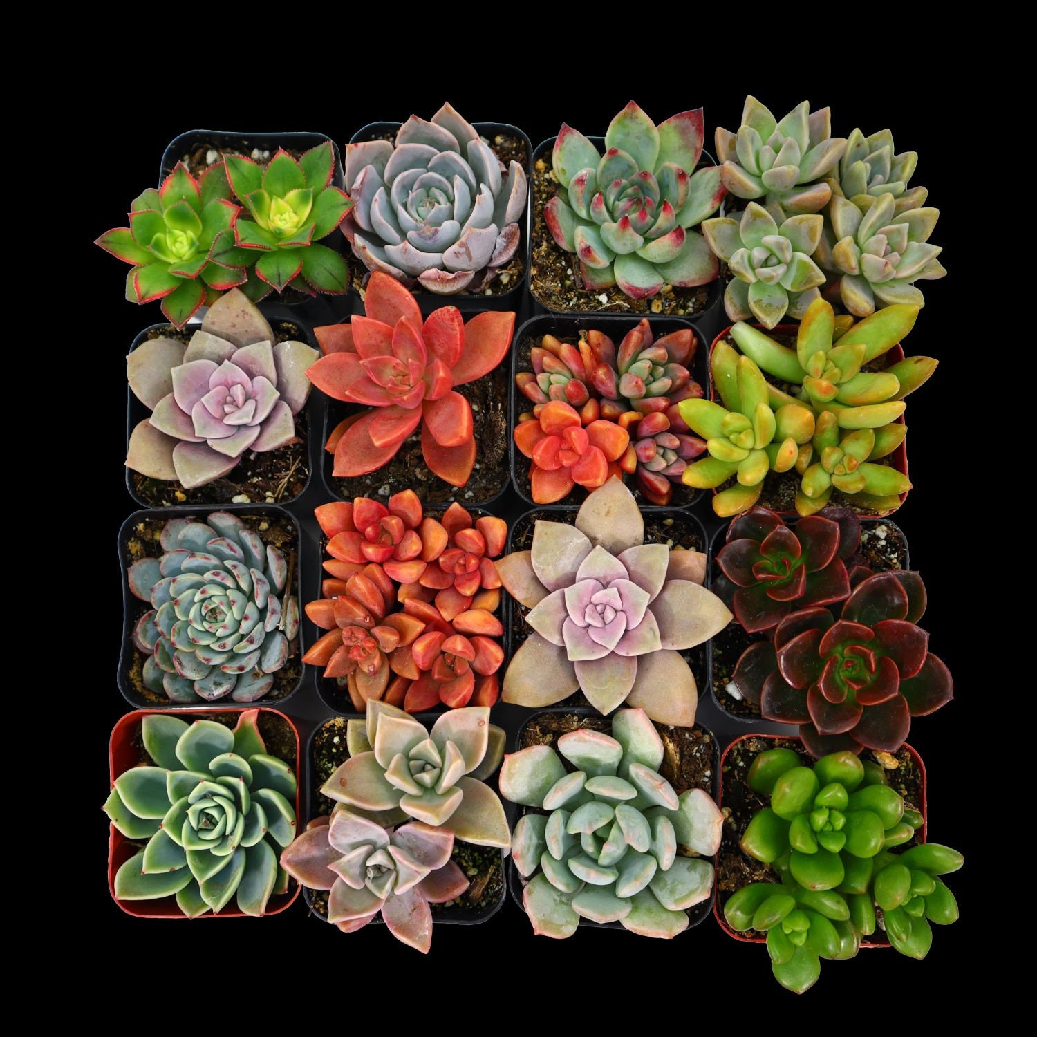 Succulents Plants Live In Garden Succulent Planters, Martinique