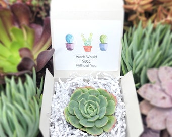 Work Would Succ Without You Cacti - Live Succulents Gifts For Coworkers Plant Lovers Succulent Planters