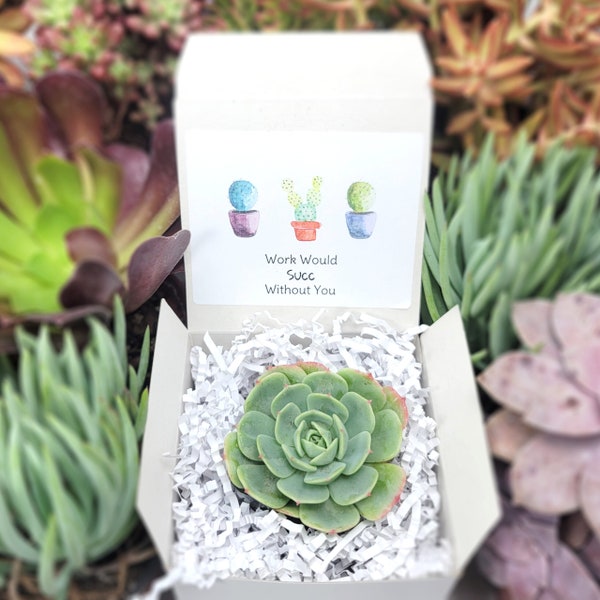 Work Would Succ Without You Cacti - Live Succulents Gifts For Coworkers Plant Lovers Succulent Planters