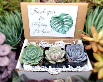 Thank You For Helping Me Grow Live Succulents - Gifts Plant Lovers Succulent Planters