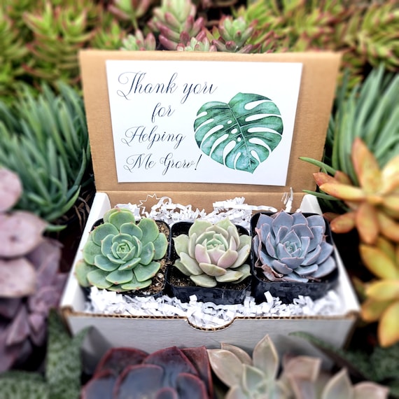 Thank You For Helping Me Grow Live Succulents - Gifts Plant Lovers  Succulent Planters