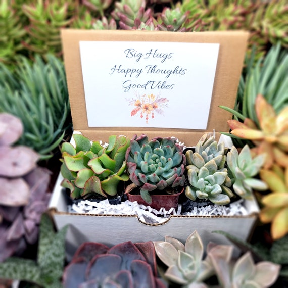 Big Hugs, Happy Thoughts, Good Vibes - Gifts for Coworkers Live Succulents  Plant Lovers Succulent Planters - Etsy