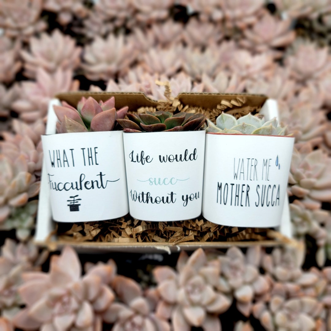 What the Fucculent - 2" 3pk Funny Succulents Gift Box | Gag Succulent ...