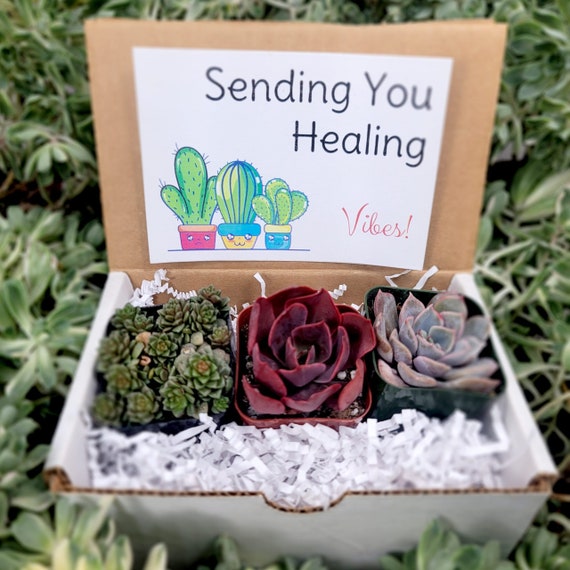 books on succulent plants Kitanoko Clay Succulent Garden Sculpt 25 Miniature Plants with Air Dry Clay main image 0