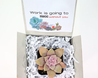 Work Is Going To Succ Without You | Live Succulents Gifts For Plant Lovers Succulent Planters Wedding Baby Shower Birthday Party Favor Gift