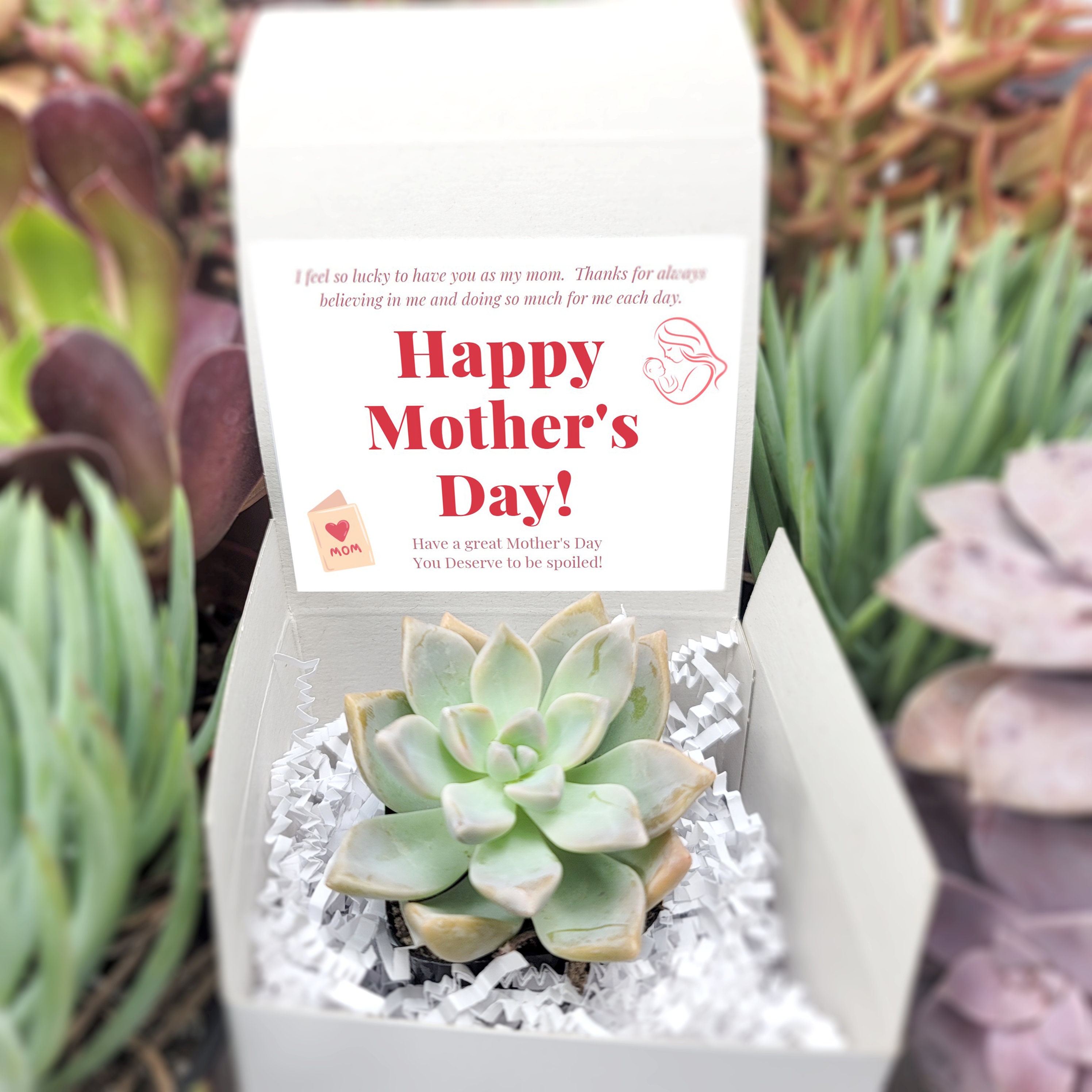Happy Mother's Day - You Deserve to Be Spoiled! - Gift for Mom Live  Succulents Plant Lovers Succulent Planters - Etsy