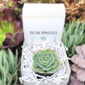 You Are Appreciated - Gifts For Coworkers Live Succulents Plant Lovers Succulent Planters