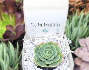 You Are Appreciated - Gifts For Coworkers Live Succulents Plant Lovers Succulent Planters