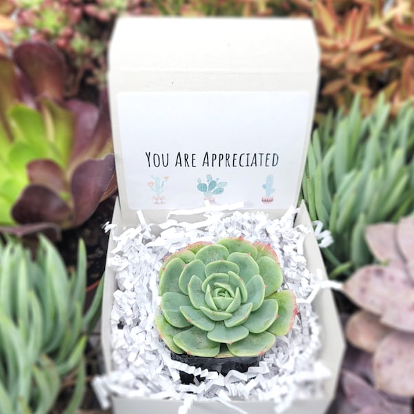 You Are Appreciated - Gifts For Coworkers Live Succulents Plant Lovers Succulent Planters