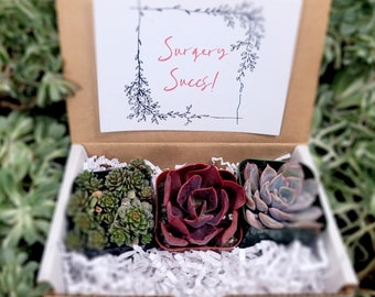 Surgery Succs! - 3pk Live Succulents; Gifts, Wedding, Babyshower, Wellness, Self-care Gifts For Plant Lovers Succulent Planters