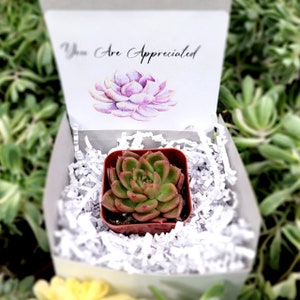 Dose of Succulents - Etsy