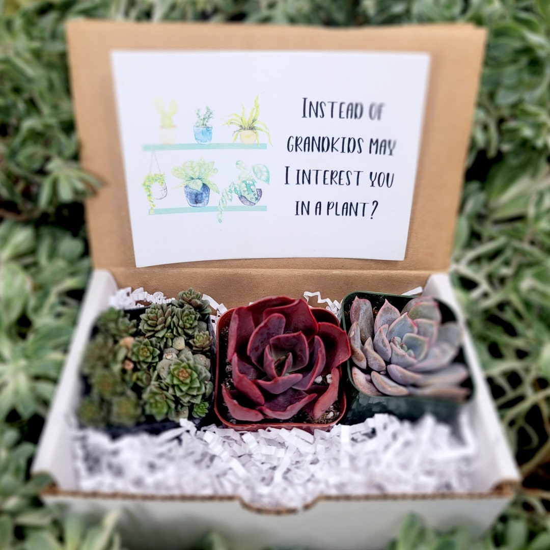 Instead of Grandkids May I Interest You in A Plant? - 3pk Live ...