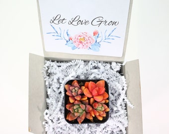 grow lights plants 4 Tier Grow Light Garden Pro