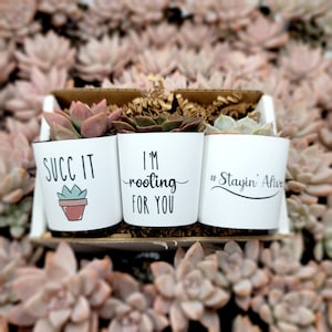 May include: Three small succulent plants in white pots with humorous sayings. The pots read "Succ It", "I'm rooting for you", and "#Stayin' Alive".