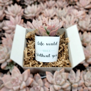 Life Would Succ Without You - 2&quot; 1pk Succulent Gift Box | Funny Gag Planters